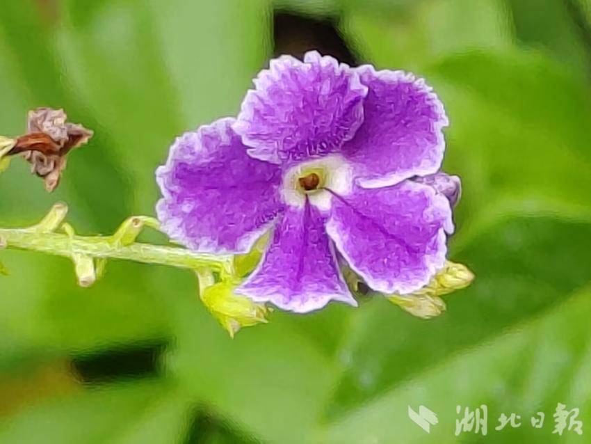 云顶真金集团